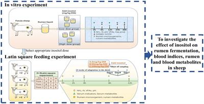 Mechanistic insights into inositol-mediated rumen function promotion and metabolic alteration using in vitro and in vivo models